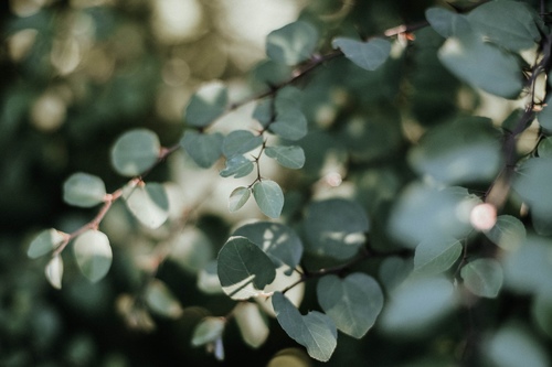 Natalie Padron-Alarcon